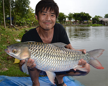 3050_Palm Tree Lagoon Fishing Park_Mad Barb_Leptobarbus hoevenii.jpg 3050_Palm Tree Lagoon Fishing Park_Mad Barb_Leptobarbus hoevenii.jpg